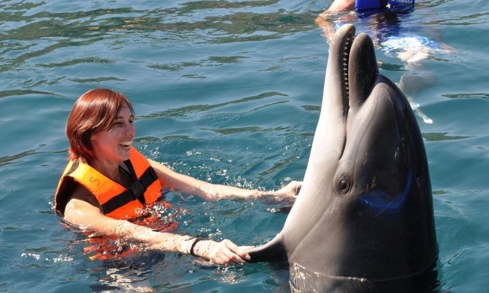 Swimming With Dolphin
