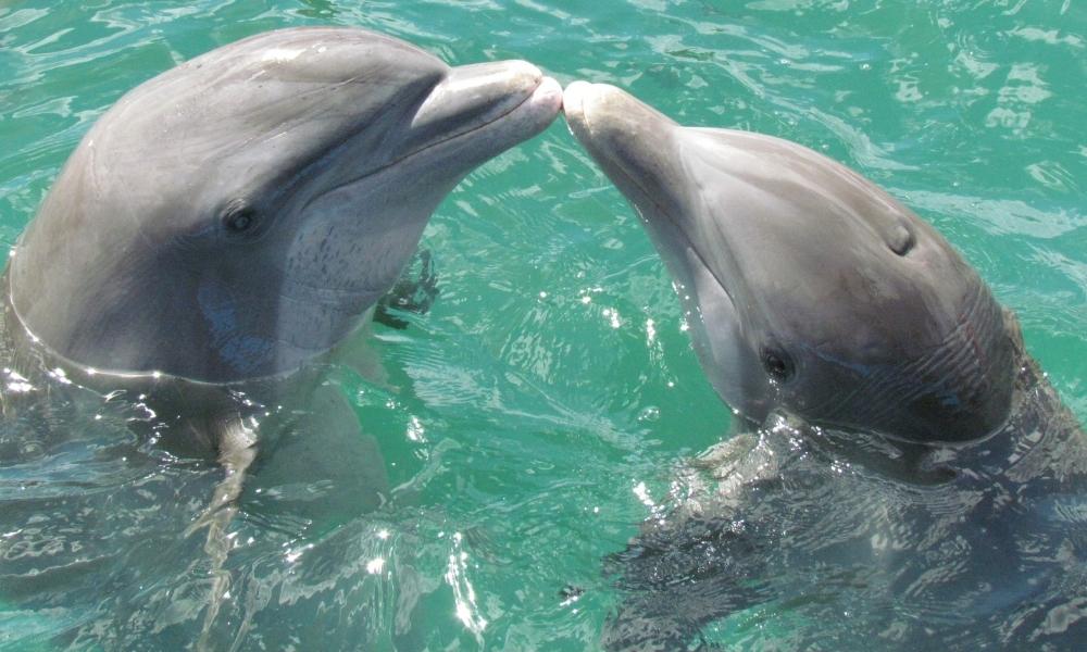 Swimming With Dolphin